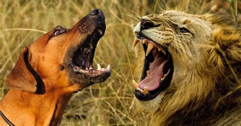 Do Rhodesian Ridgebacks Hunt Lions?