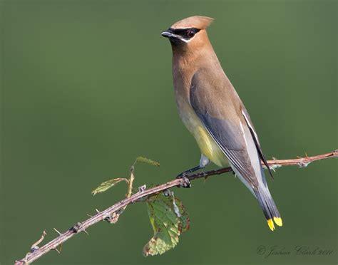 Juvenile Cedar Waxwing | Flickr - Photo Sharing!