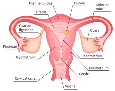 Pelvic Health - Women First of Louisville