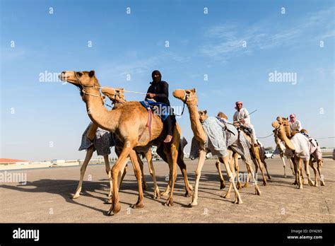 Camel racing festival at Al Marmoum camel racing racetrack in Dubai ...