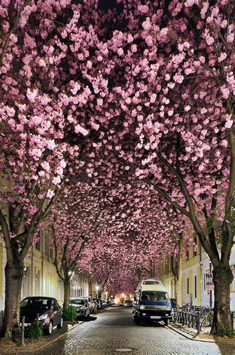 Cherry Blossoms in Bonn, Germany Source - City Landscapes