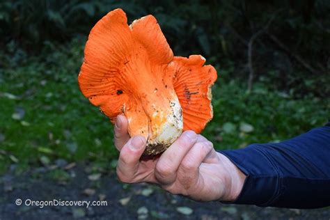 Lobster Mushroom | Edible - Oregon Discovery