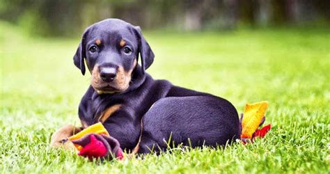 Doberman Names: Over 200 Brilliant Names For Doberman Pinschers (2022)