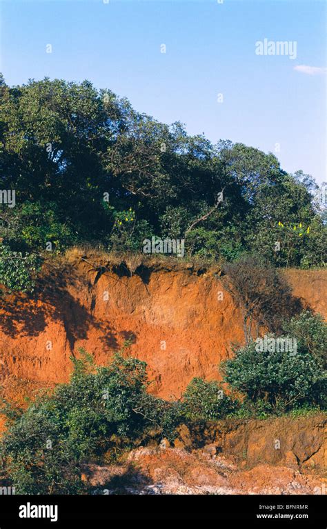 Soil erosion ; Mahabaleshwar ; Maharashtra ; India ; asia Stock Photo ...