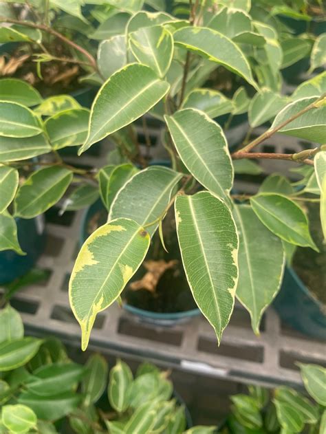 Variegated Ficus Benjamina Plant - Etsy