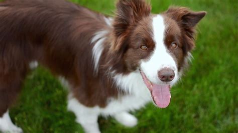 Border Collie Floyd & incredible frisbee tricks - YouTube