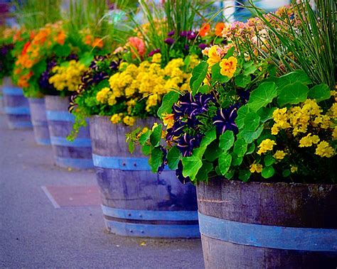 Container Gardening - Alabama Cooperative Extension System