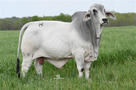 Gray Brahman Bulls For Sale in Texas | Moreno Ranches