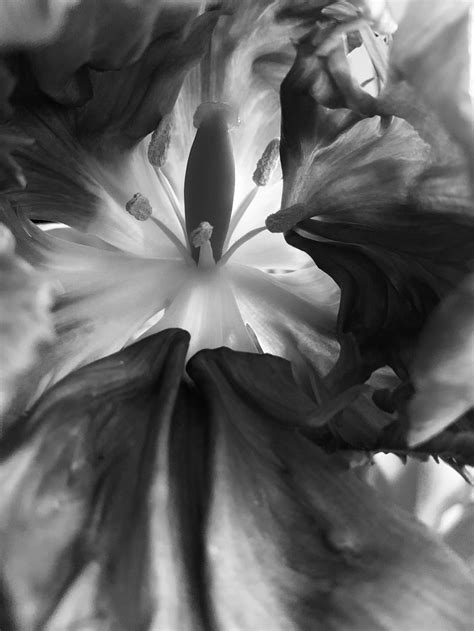 Black and White Tulip Up Close | Smithsonian Photo Contest ...