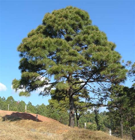 Pinus oocarpa (pino de colorado) description - The Gymnosperm Database