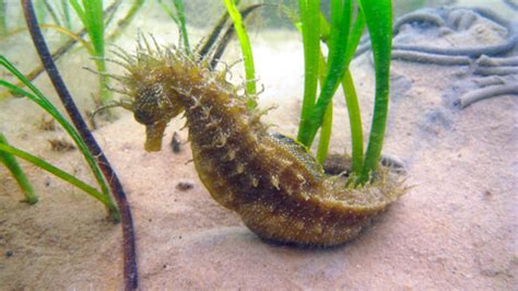 Long-snouted seahorse | The Wildlife Trusts