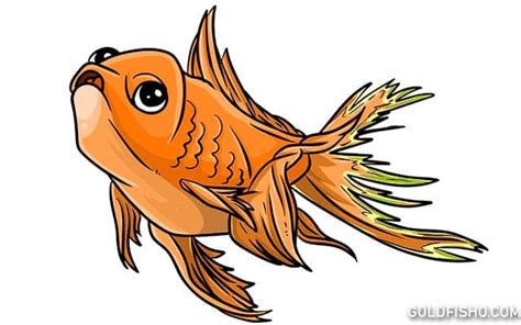 Fin Rot In Goldfish - Causes, Symptoms and Treatments