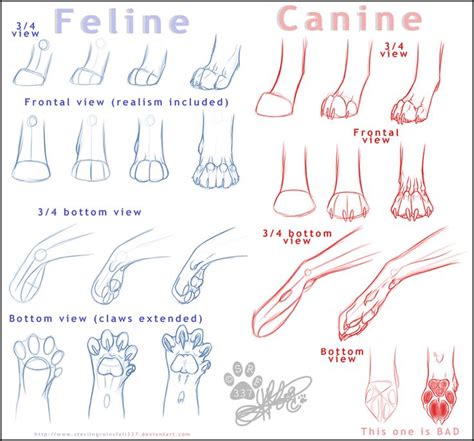 Cat Claws Anatomy - Anatomical Charts & Posters