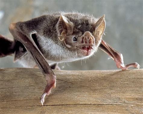 Common Vampire Bat | Mammals Wiki | Fandom