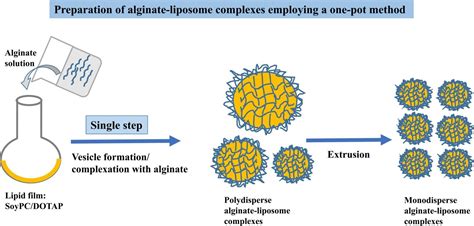 Preparation of stable polymer-liposome complexes by a novel approach ...