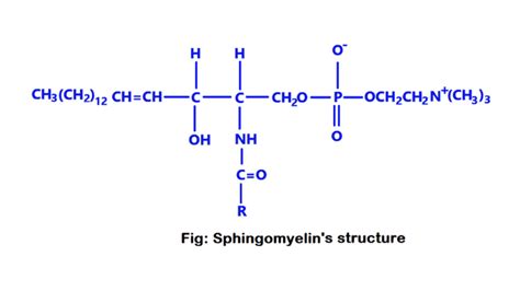 What is sphingomyelins? Its structure, and its function - Science Query