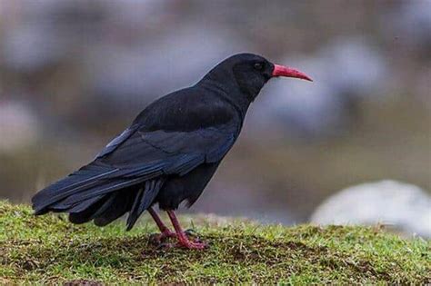 15 Stunning Black Birds with Red Beaks (Pictures & Facts)