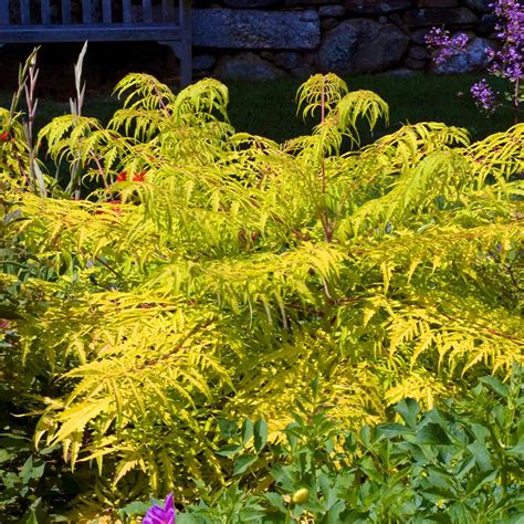 Tiger Eyes Sumac Shrubs for Sale– FastGrowingTrees.com