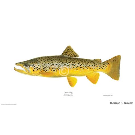 Brown trout, spawning male