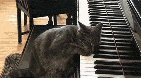 DDDDDCCCC GIF - Cat Piano MusicalCat - Discover & Share GIFs