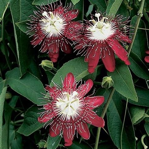 26 Types of Passionflower Vines | Best Passion flower Varieties