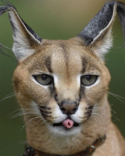 Todays mlep brought to you by this gorgeous caracal | Wild cats, Cute ...