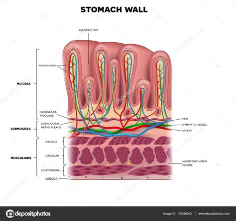 Magenwandschichten detaillierte Anatomie, schöne farbenfrohe Zeichnung ...