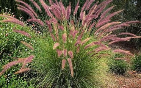 13 Ornamental Grasses For Shade | UrbanOrganicYield.com | Shade grass ...