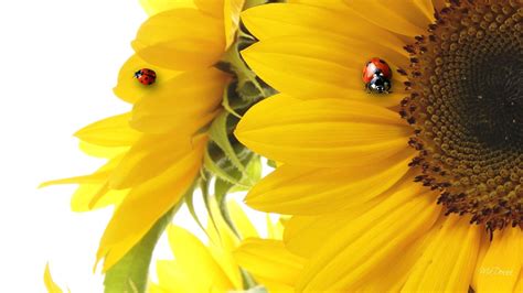 Ladybug on sunflower | Ladybug, Sunflower, Play wallpaper