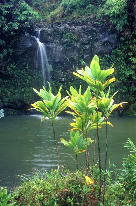 Waterfall and Pool Hana Highway Maui Hawaii Photograph by John Burk ...