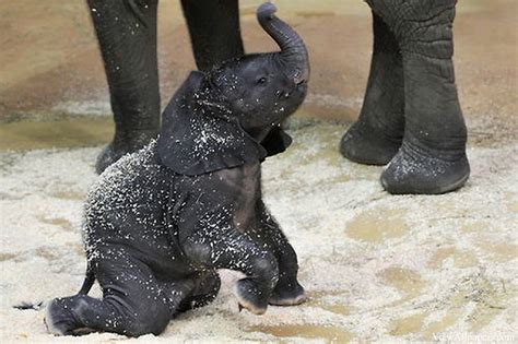 Animal Planet Baby Elephant Playing | A – Cool Digital Photography