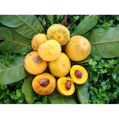 Ross Sapote - Plant Sender, Fruit Trees