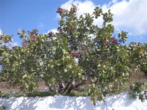 Pistachio Tree: Pictures, Images, Photos, Facts on Pistachio Trees