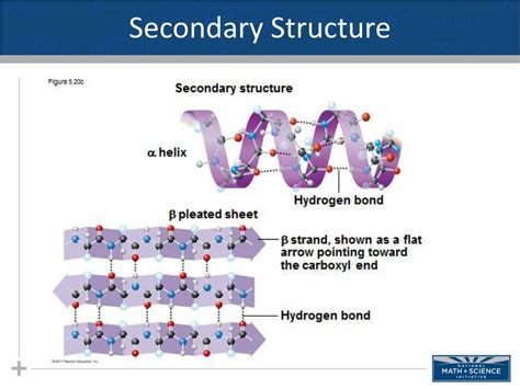 PPT - The Structure and Function of Macromolecules Part II: Proteins ...