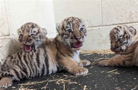 Three new tiger cubs at Minnesota Zoo - WDIO.com