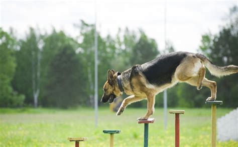 German Shepherd Training – Telegraph