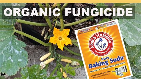 Organic Fungicide For Cucumbers - PestPhobia