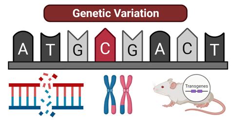 Genetic Variation- Definition, Causes, Types, Examples