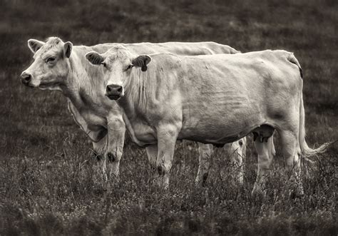 Charolais Cows – Dan Routh Photography