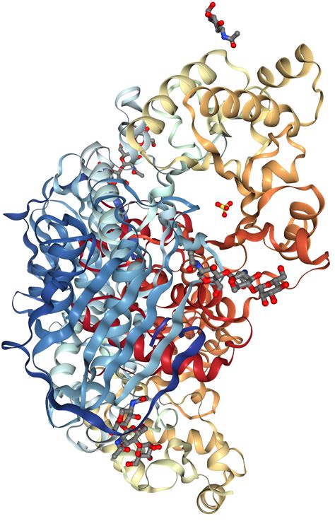 HEXA Protein Overview | Sino Biological