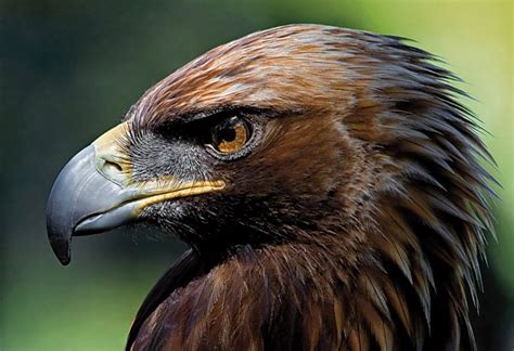 Spanish imperial Eagle | Rural tourism