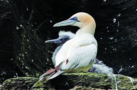 Sea Birds | Shetland Heritage