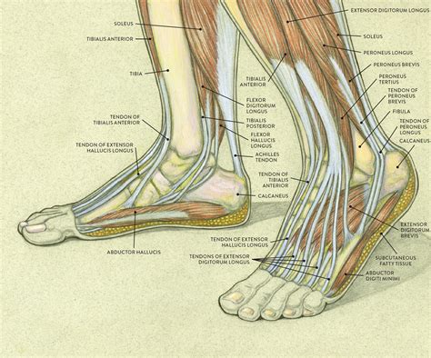 Left Leg Ligaments Left Leg Ligaments Men Women Left Right Leg Knee ...