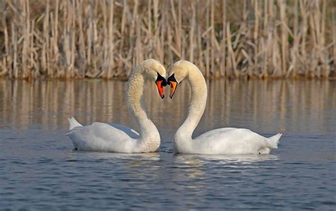 Swansong by John Robinson on 500px