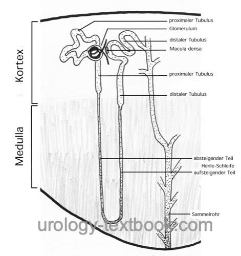 Renal Tubule