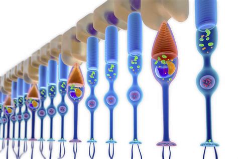 Eye Cones: Types, Functions, and Related Conditions