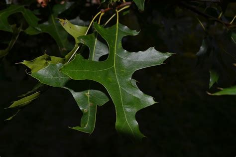 Pin Oak trees have sharp pointed leaves and produce acorns.