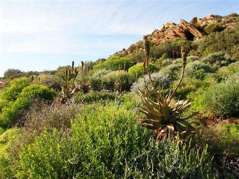 The Little Karoo, one of the Succulent Karoo Ecosystem Programme’s ...