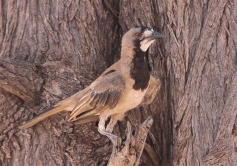 Richard Waring's Birds of Australia: Crested Bellbird photos - feeling ...