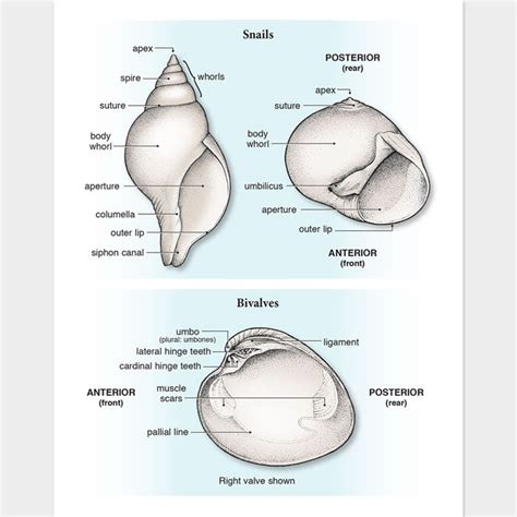 Seashell anatomy – drawnbydawn